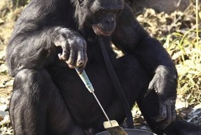 Дарвин одобряет (8 фото)