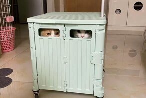 Фотографии котов, которые преуспели в прятках