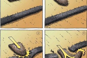 Как «Свинья» викингов наводила ужас на средневековую Европу