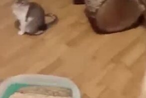 Сильная и независимая женщина!