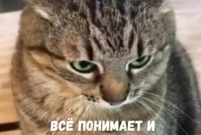 Кот, которому стало стыдно