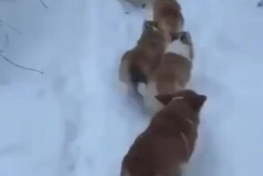 Прогулка с милейшими корги по заснеженному лесу
