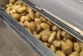 Как чистят картофель в промышленных масштабах