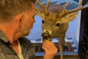 Олень зашел в гости к мужчине и полакомился яблоками