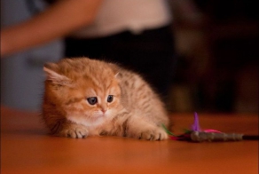 Кото-фотограф (8 фото)