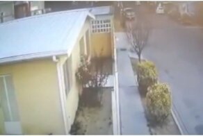 Сотни птиц рухнули на улицу мексиканского города