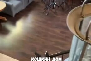 Небольшой кошачий рай