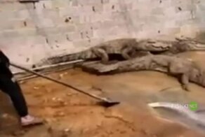 Бесстрашный работник крокодиловой фермы