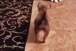 Очень впечатлительный щенок