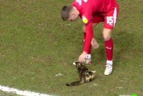 Потерянная кошка прервала футбольный матч в Англии