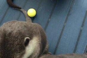 Очаровательные выдры-попрошайки