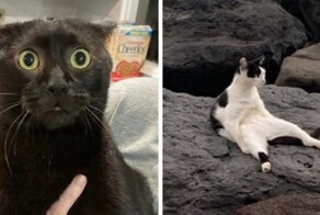 15 фотографий котов, которые впали в экзистенциальный кризис