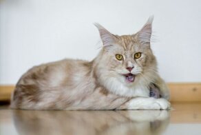 20+ любопытных фактов о наших любимцах - кошках