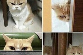 15 угарных хвостатых, которые не желают скрывать свои эмоции