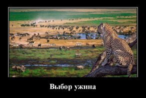 Демотиваторы для отличного настроения
