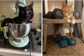 Блендер, раковина, статуя и сапоги: 16 необычных мест, где любят отдыхать котики