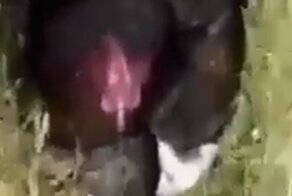 Пернатая няня: курица согревает маленьких котят