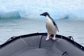 Пингвин запрыгнул в лодку, спасаясь от голодного тюленя