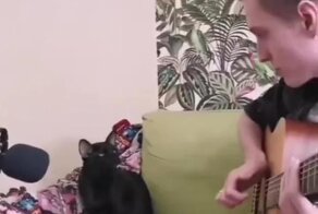 Душевный кошачий блюз
