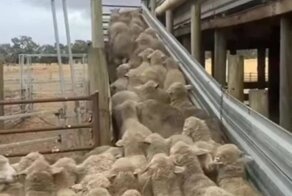 Четвероногий эффективный менеджер 