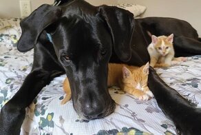 Пёс ухаживает за котятами, которых спасает хозяйка