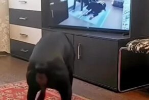 Утренняя собачья зарядка