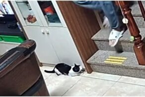 Озорники: кот и дедушка подшучивают друг над другом