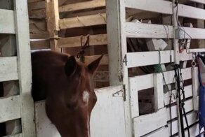 Как развлекаются некоторые лошади