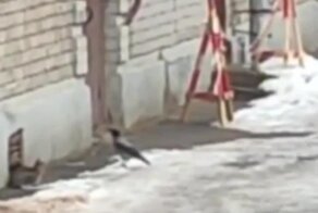 Нас не догонят: пернатый провокатор пристает к котам