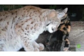 Милота дня: кошка подружилась с рысью