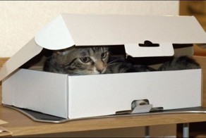 Два кота и всего лишь одна коробка (4 фото)