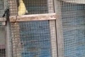 Утёнок, который не привык отступать перед трудностями