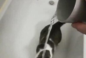 Кот пытается поймать и сразиться со струёй воды