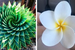 30 примеров идеальной геометрической формы в природе