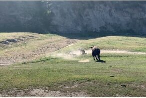 Велосипедист подвергся нападению быка во время гонки