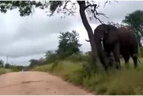 Ты не пройдешь: слон почесался о ствол поваленного дерева