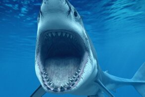 В Австралии белая акула напала на мужчину на глазах у десятков людей