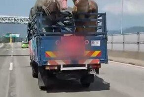 Два динозавра едут на грузовике по шоссе