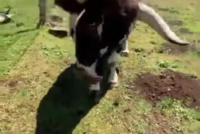 Суровый Гаврюша желает познакомиться