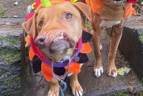 Два особенных пса обрели любящий дом