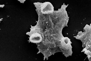 Опасная живность, сомнительная медицина и другие мрачные факты об окружающем нас