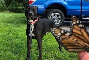 Домашние питомцы, которые испугались самых неожиданных вещей