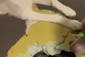 Питомцы повеселились в отсутствии хозяев