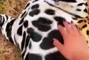 Ягуар с очень пушистой костью