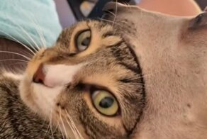 Игривый пёс немного "пожевал" голову кота