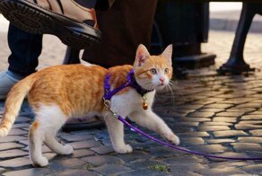 Ток и шок: зоозащитники против «Антимяу», а продавцы сохраняют олимпийское спокойствие