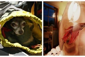 Топ странных и неожиданных вещей, которые ученики приносили в школу