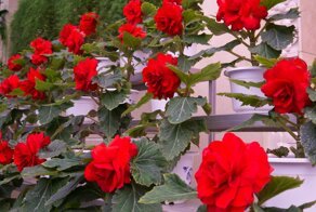 Ким Чен Ын наказал фермеров, у которых к празднику не зацвели красные бегонии