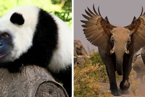 15 фантастических  гибридов животных