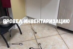 Пернатый хулиган хозяйничает на кухне